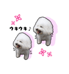 Bichon friseのししまる君（個別スタンプ：7）