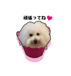 Bichon friseのししまる君（個別スタンプ：9）