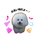 Bichon friseのししまる君（個別スタンプ：11）