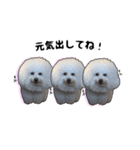 Bichon friseのししまる君（個別スタンプ：12）