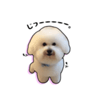 Bichon friseのししまる君（個別スタンプ：17）