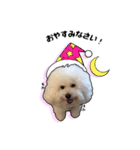 Bichon friseのししまる君（個別スタンプ：24）