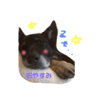 ジャーマンシェパード 犬（個別スタンプ：4）