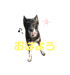 ジャーマンシェパード 犬（個別スタンプ：7）