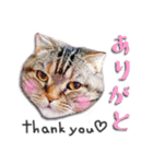 わんという名の猫（個別スタンプ：1）