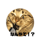 ねこねこ2018ぱーと2（個別スタンプ：2）