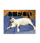 ねこねこ2018ぱーと2（個別スタンプ：4）