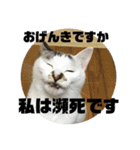 ねこねこ2018ぱーと2（個別スタンプ：13）