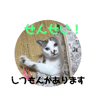 ねこねこ2018ぱーと2（個別スタンプ：24）