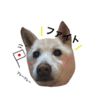 山田さんちの犬と猫（個別スタンプ：9）