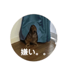 ミニチュアダックス ドナ⑥（個別スタンプ：2）