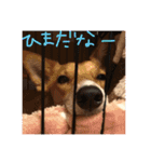 愛犬ラブたん（個別スタンプ：6）