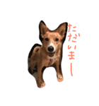 愛犬ラブたん（個別スタンプ：8）