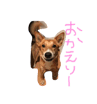 愛犬ラブたん（個別スタンプ：10）