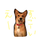 愛犬ラブたん（個別スタンプ：13）