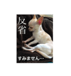 犬どもの旅 4匹なり（個別スタンプ：8）