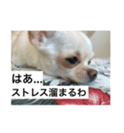 犬どもの旅 4匹なり（個別スタンプ：9）