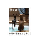 犬どもの旅 4匹なり（個別スタンプ：15）