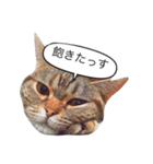 あなたの言いにくい事を猫が代弁します。（個別スタンプ：1）