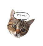 あなたの言いにくい事を猫が代弁します。（個別スタンプ：4）