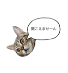 あなたの言いにくい事を猫が代弁します。（個別スタンプ：9）