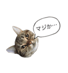 あなたの言いにくい事を猫が代弁します。（個別スタンプ：11）