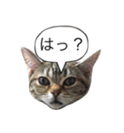 あなたの言いにくい事を猫が代弁します。（個別スタンプ：13）