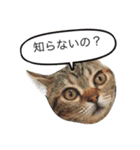 あなたの言いにくい事を猫が代弁します。（個別スタンプ：16）