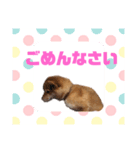 柴犬 さくちゃん（個別スタンプ：8）