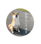 柴犬のなつ（個別スタンプ：7）