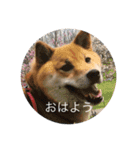 柴犬のなつ（個別スタンプ：10）