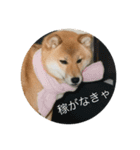 柴犬のなつ（個別スタンプ：15）