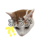 たれまゆ猫（個別スタンプ：7）