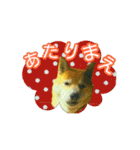 柴犬 くるみちゃん 13（個別スタンプ：12）