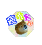 柴犬 くるみちゃん 13（個別スタンプ：31）