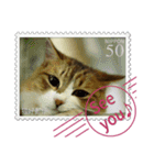 大人も使える 切手風 福々猫写真スタンプ（個別スタンプ：1）