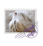 大人も使える 切手風 福々猫写真スタンプ（個別スタンプ：3）