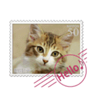 大人も使える 切手風 福々猫写真スタンプ（個別スタンプ：4）