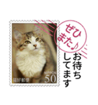 大人も使える 切手風 福々猫写真スタンプ（個別スタンプ：5）