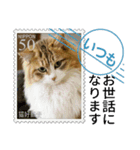 大人も使える 切手風 福々猫写真スタンプ（個別スタンプ：7）