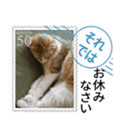 大人も使える 切手風 福々猫写真スタンプ（個別スタンプ：8）