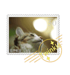 大人も使える 切手風 福々猫写真スタンプ（個別スタンプ：10）