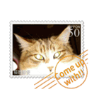 大人も使える 切手風 福々猫写真スタンプ（個別スタンプ：12）