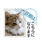 大人も使える 切手風 福々猫写真スタンプ（個別スタンプ：13）