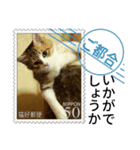 大人も使える 切手風 福々猫写真スタンプ（個別スタンプ：14）
