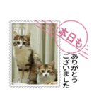 大人も使える 切手風 福々猫写真スタンプ（個別スタンプ：15）