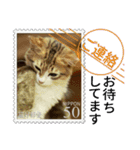 大人も使える 切手風 福々猫写真スタンプ（個別スタンプ：16）