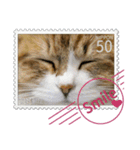 大人も使える 切手風 福々猫写真スタンプ（個別スタンプ：17）