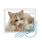 大人も使える 切手風 福々猫写真スタンプ（個別スタンプ：18）