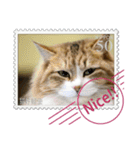 大人も使える 切手風 福々猫写真スタンプ（個別スタンプ：22）
